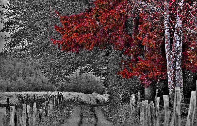 Foret noir et blanc avec arbre rouge aux couleurs de mycorh